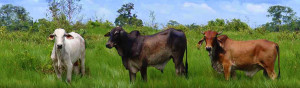 white-black-red-cattle-website-header